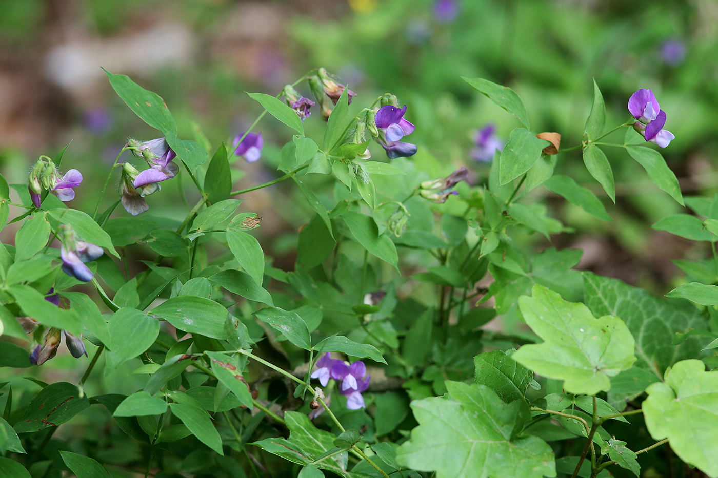 Изображение особи Lathyrus laxiflorus.