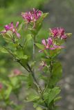 Lonicera korolkowii. Верхушка цветущей ветви (Lonicera korolkowii var. zabelii). Костромская обл., Судиславский р-н, дер. Антипино, в культуре. 01.06.2019.