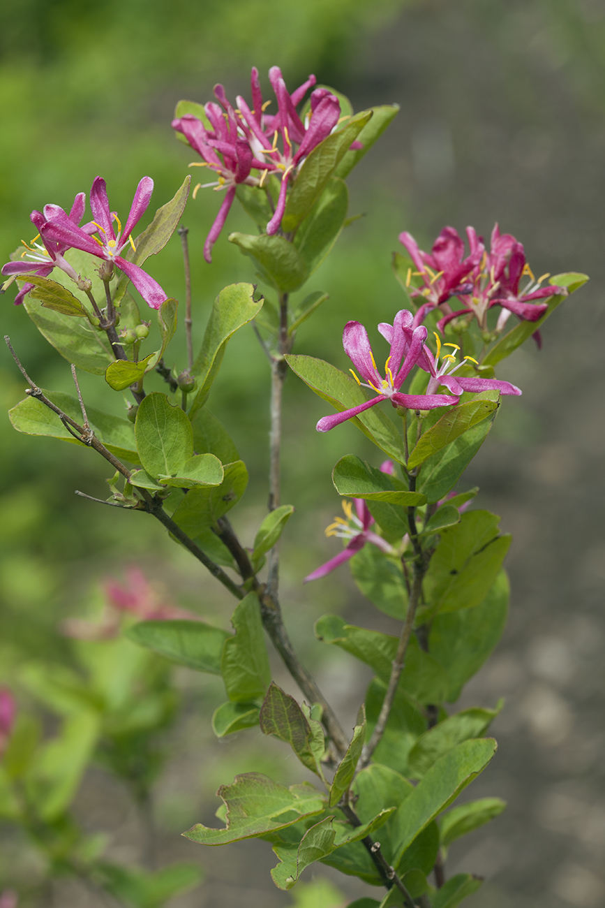 Изображение особи Lonicera korolkowii.