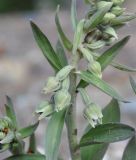 Epipactis condensata. Часть побега с раскрывающимися цветками. Республика Кипр, Троодос, ≈ 1700 м н.у.м., под соснами на обочине дороги. 17.06.2019.