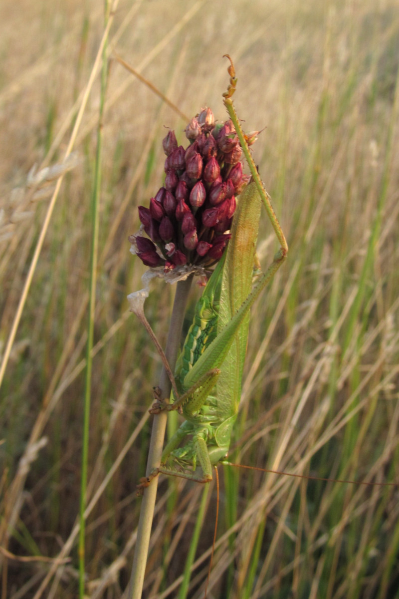 Image of Allium regelianum specimen.