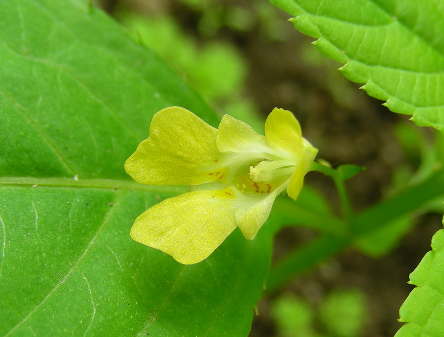 Image of Impatiens parviflora specimen.