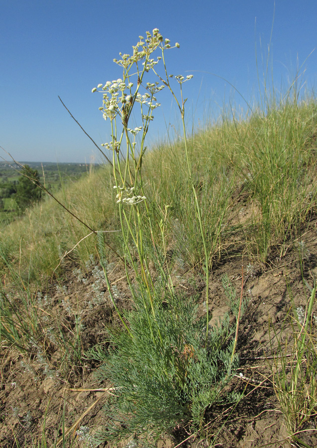 Image of Seseli ledebourii specimen.