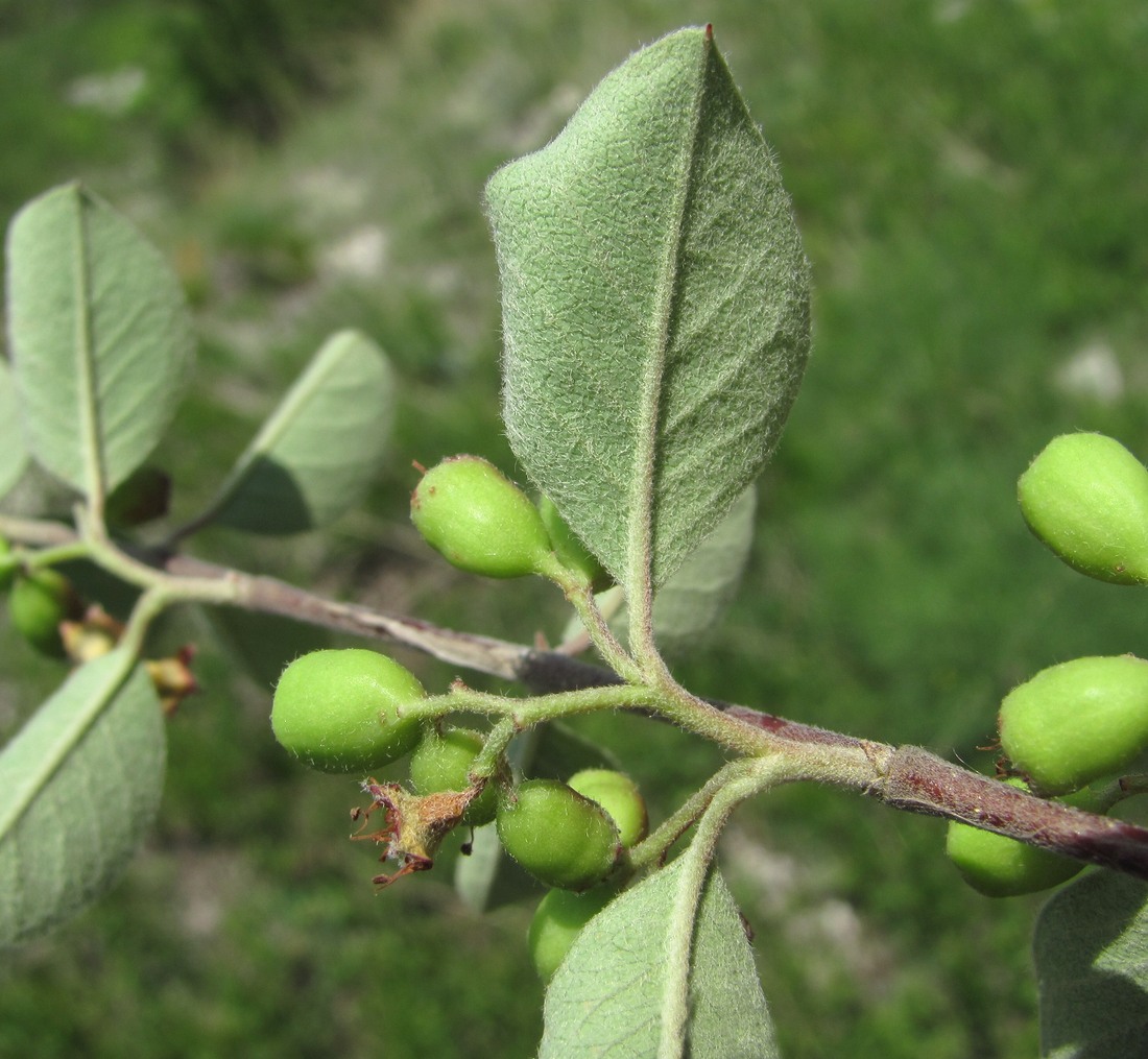 Image of Cotoneaster racemiflorus specimen.