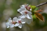 Prunus cerasifera. Верхушка ветки с цветками и листьями. Краснодарский край, Мостовский р-н, окр. пос. Кировский, участок хребта Передового между г. Шапка и г. Сундуки, 1860 м н.у.м., травянистый склон. 21.05.2019.