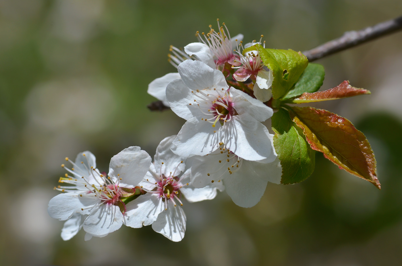 Изображение особи Prunus cerasifera.