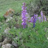 Vicia tenuifolia. Верхушка веточки с соцветиями. Дагестан, Докузпаринский р-н, окр. с. Усухчай, ок. 1200 м н.у.м., каменистый склон. 04.06.2019.