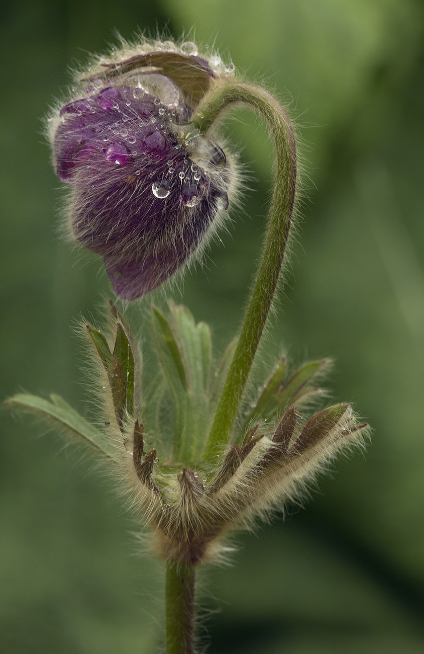 Image of Pulsatilla ajanensis specimen.