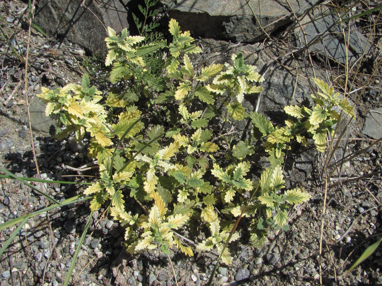 Image of Teucrium chamaedrys specimen.