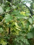 Carpinus orientalis