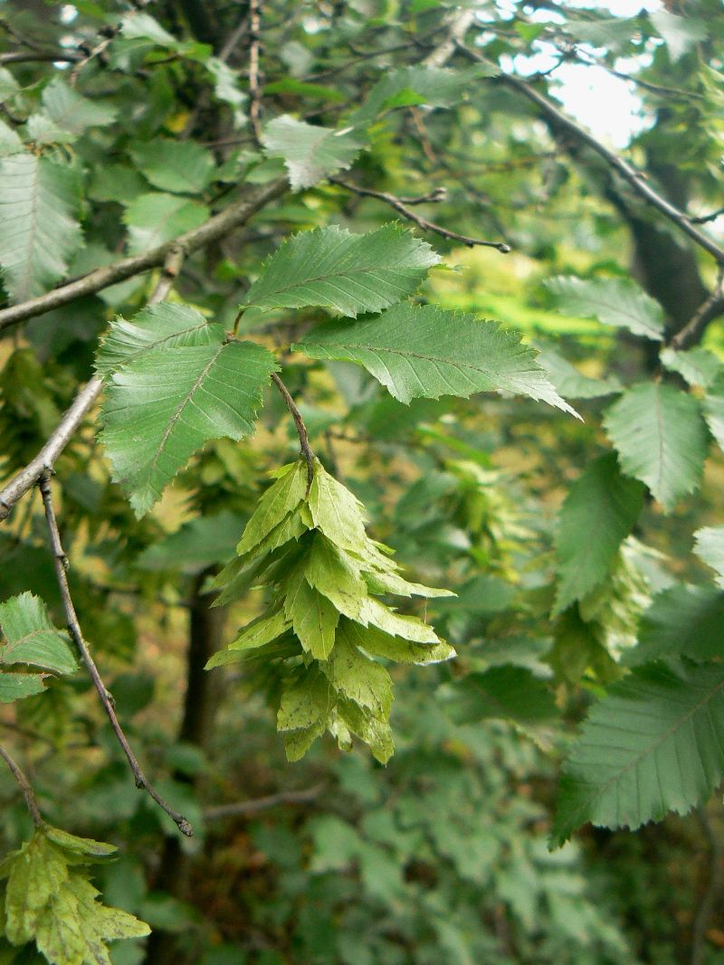 Изображение особи Carpinus orientalis.