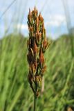Narthecium ossifragum. Соплодие. Нидерланды, провинция Drenthe, окр. населённого пункта Donderen, окраина частично осушенного верхового болота. 9 августа 2008 г.