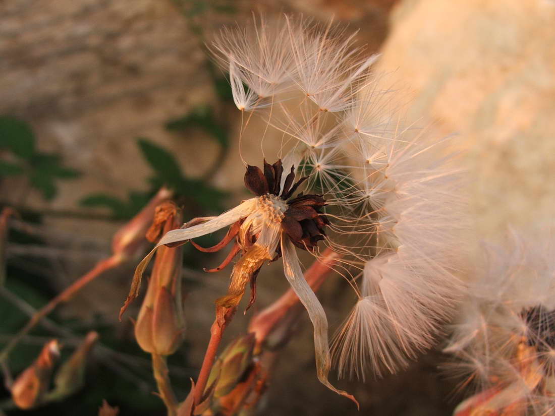 Изображение особи Lactuca tuberosa.