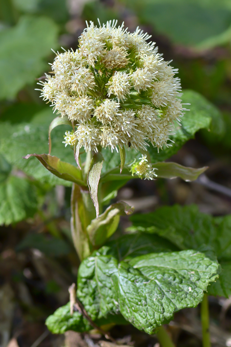 Image of Petasites albus specimen.