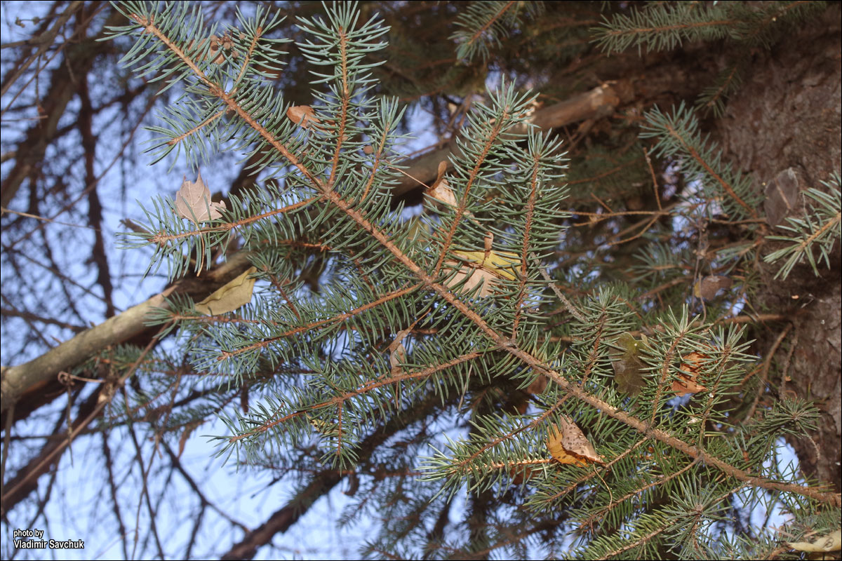 Image of genus Picea specimen.