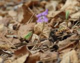 Viola dactyloides