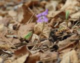 Viola dactyloides. Цветущее растение. Иркутская обл., Черемховский р-н, окр. пос. Узкий Луг, редкий лес. 26.05.2019.