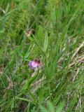 Lathyrus pilosus