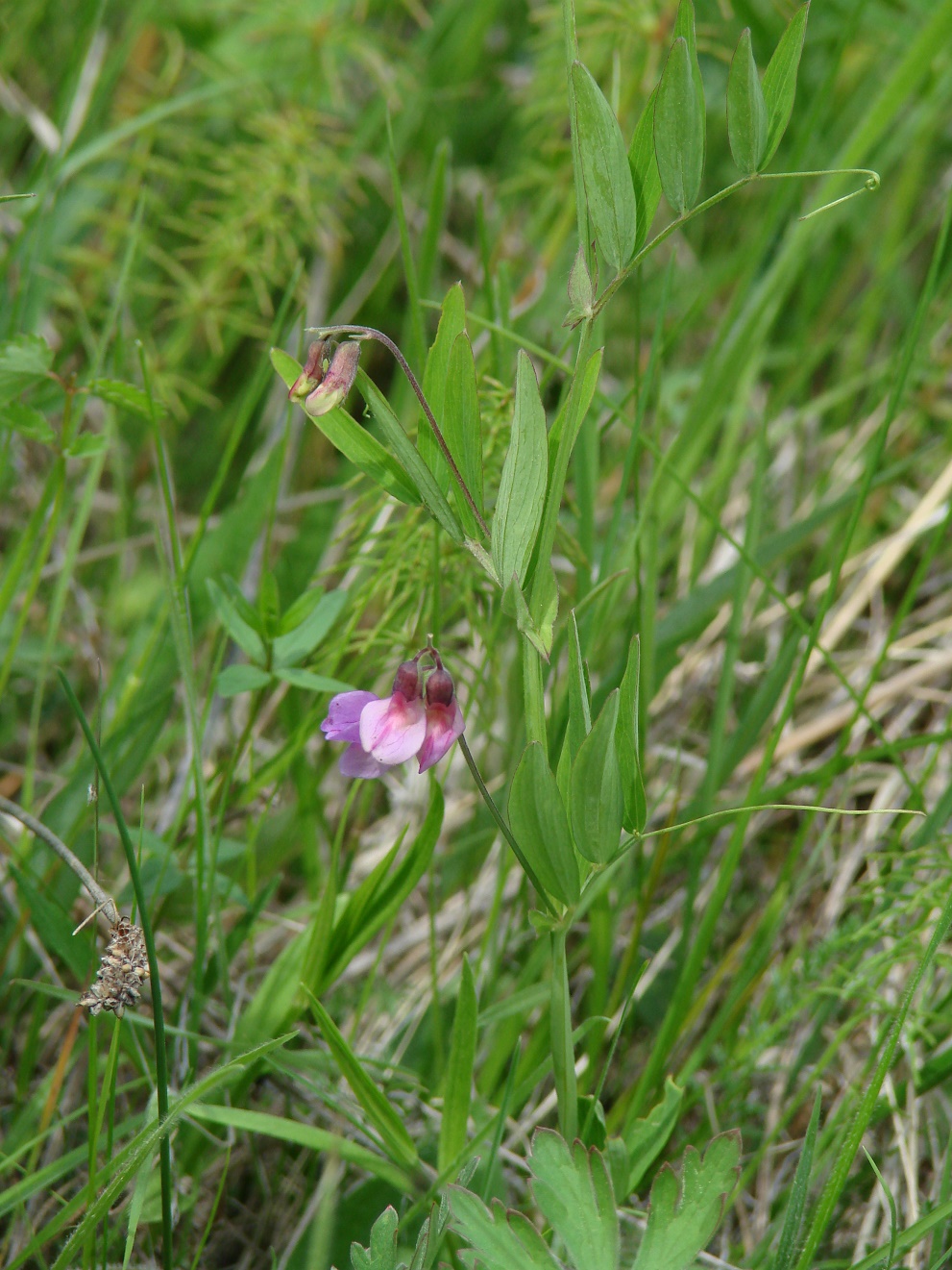 Image of Lathyrus pilosus specimen.