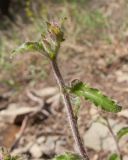 Campanula praealta