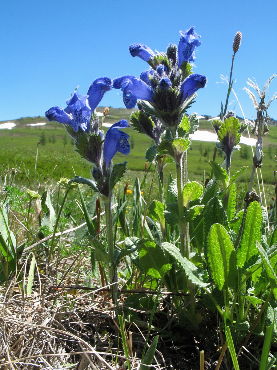 Image of Dracocephalum grandiflorum specimen.