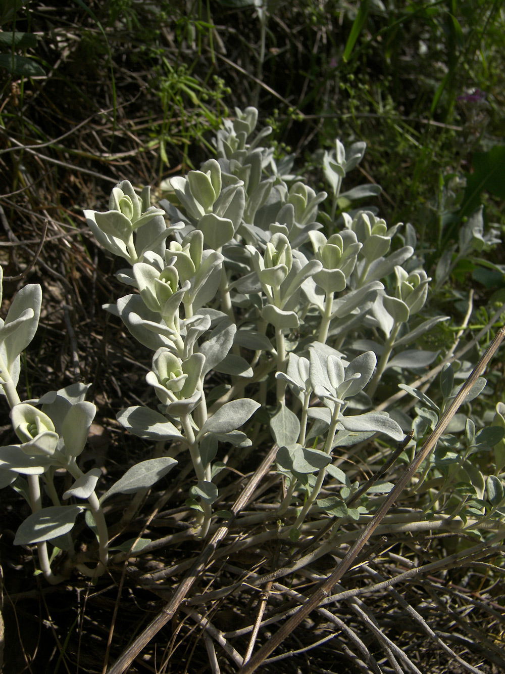 Image of Stachys stschegleewii specimen.