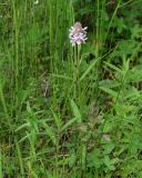 Stachys aspera