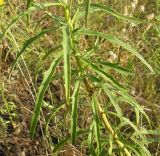 Hieracium filifolium