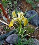 Iris potaninii