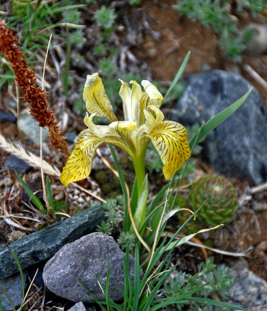 Изображение особи Iris potaninii.