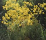 Ferula songarica