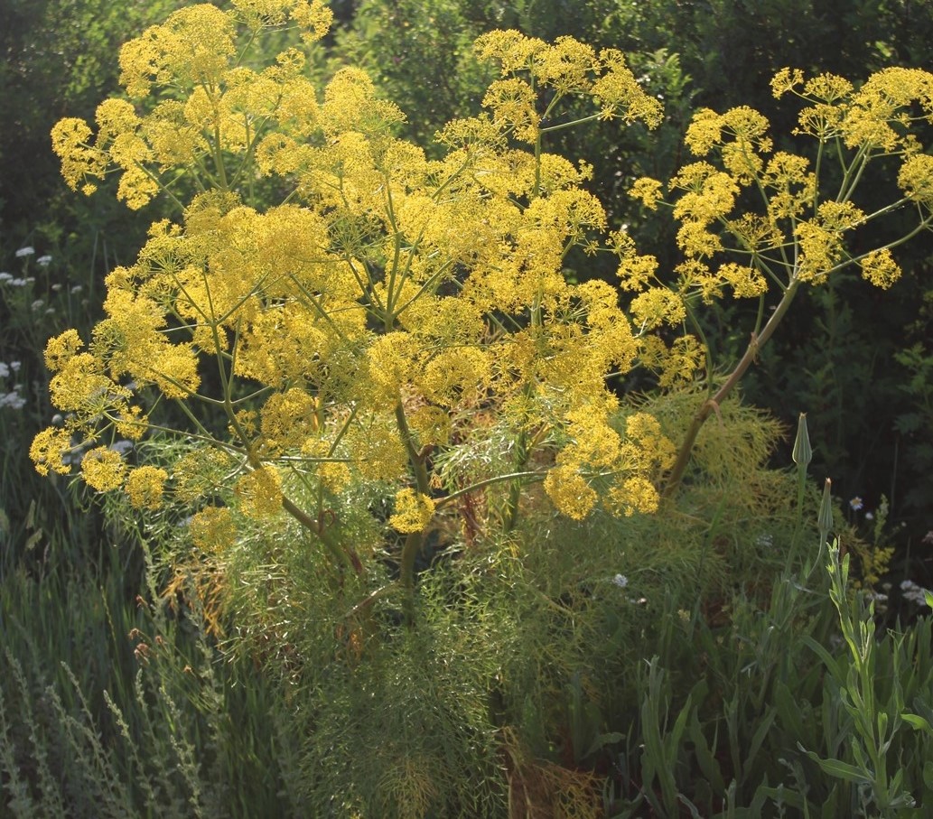 Изображение особи Ferula songarica.