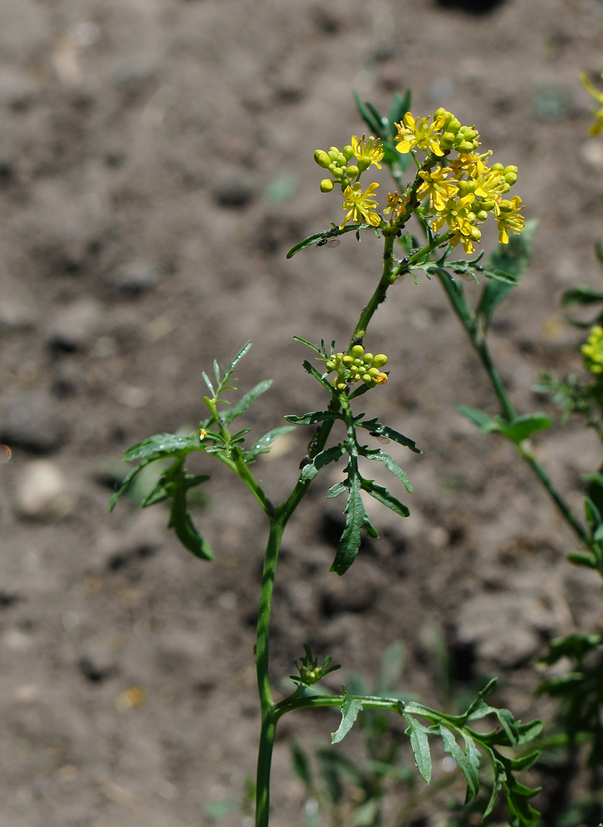 Изображение особи Rorippa sylvestris.