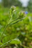 Lycopsis arvensis