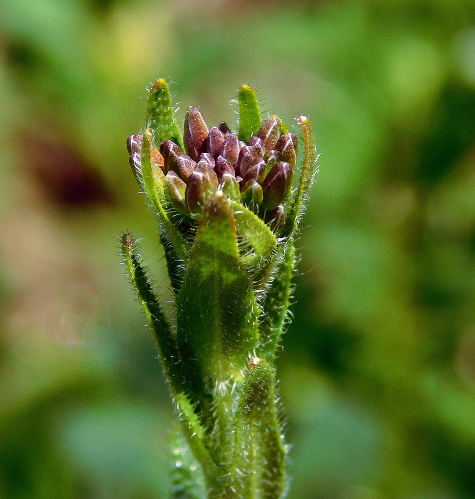 Изображение особи Arabis sagittata.