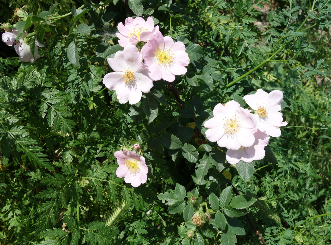 Image of Rosa canina specimen.