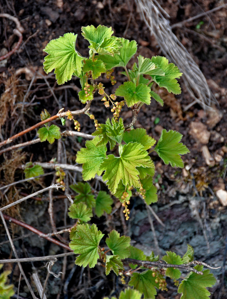 Изображение особи Ribes spicatum.