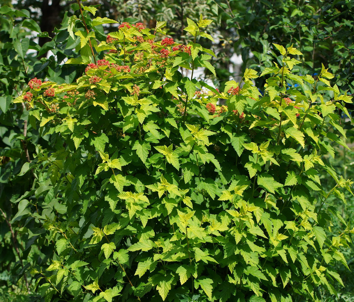 Image of Physocarpus opulifolius specimen.