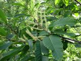 Castanea sativa. Ветви с мужскими и женским (слева) соцветиями. Украина, Черкасская обл., Каневский р-н, Региональный ландшафтный парк \"Трахтемиров\", искусственное насаждение на степном участке. 3 июля 2010 г.