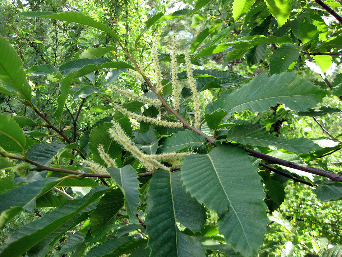 Изображение особи Castanea sativa.