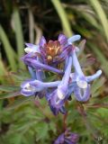 род Corydalis