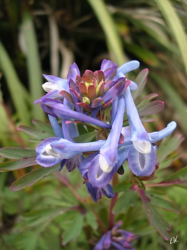 Изображение особи род Corydalis.