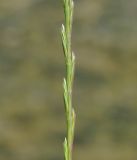 Lolium subulatum