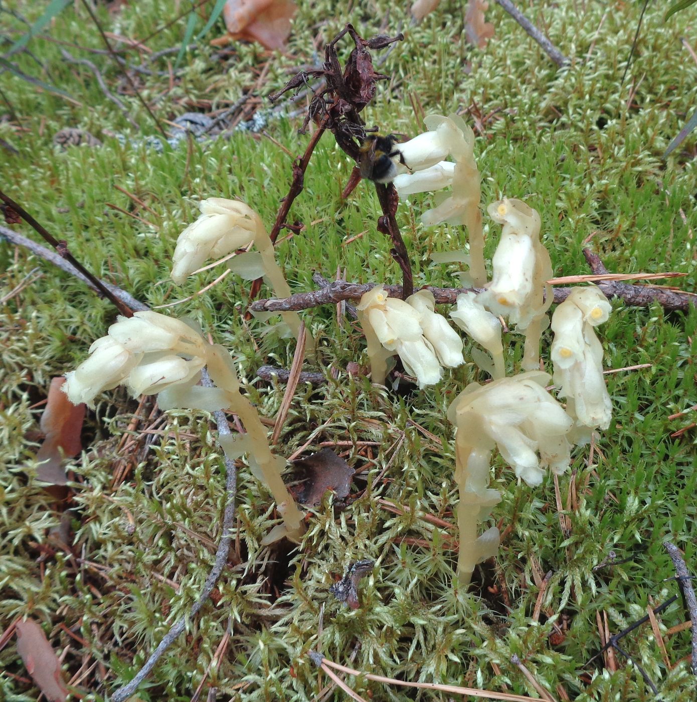 Image of Hypopitys monotropa specimen.