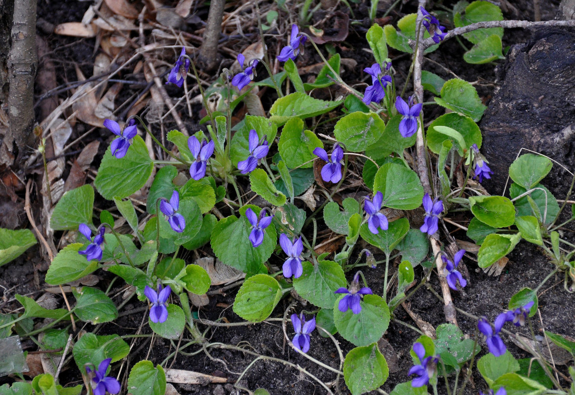 Image of Viola odorata specimen.