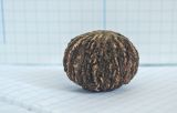 Juglans nigra. Косточка плода. Краснодарский край, МО город-курорт Сочи, Адлерский р-н, м-н Адлер, окр. устья р. Мзымта. 10 октября 2019 г.