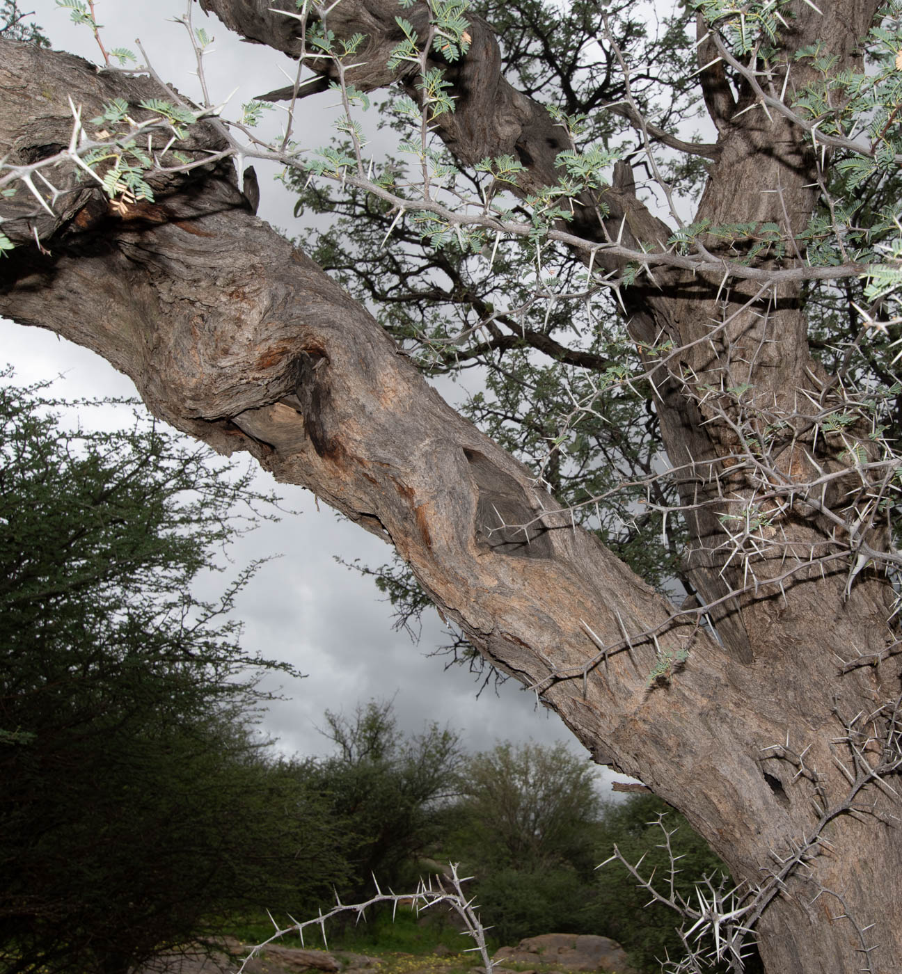 Image of Vachellia erioloba specimen.