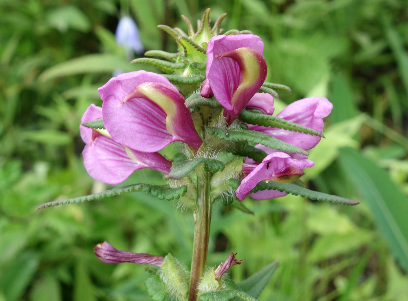 Изображение особи Pedicularis resupinata.