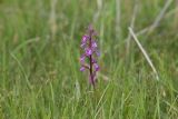 Anacamptis подвид dielsiana