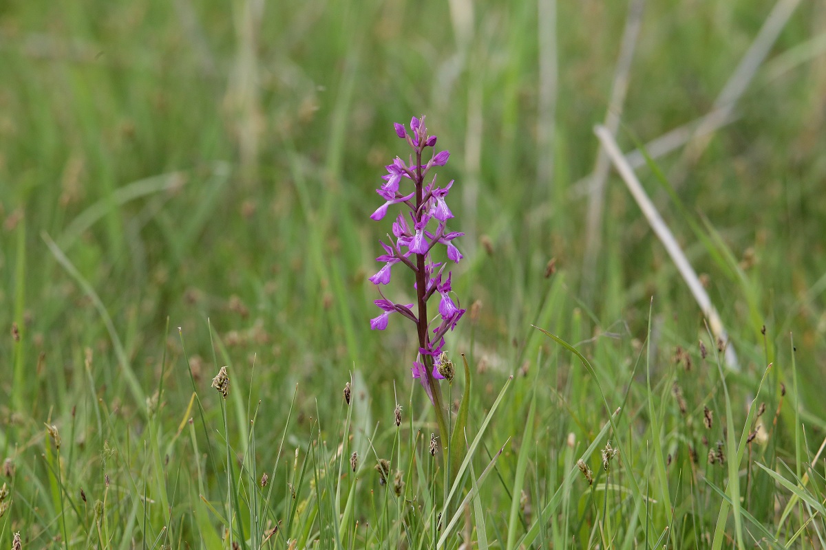 Изображение особи Anacamptis laxiflora ssp. dielsiana.